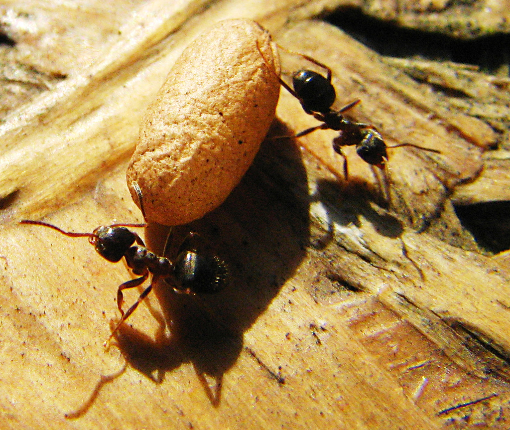 Des fourmis pour nettoyer les rues